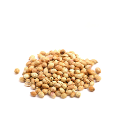 CILANTRO GRANO